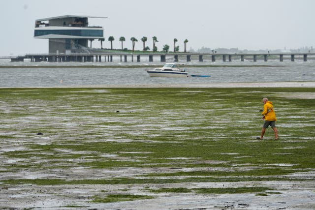 <p>A person walking where water has receded in Tampa Bay </p>