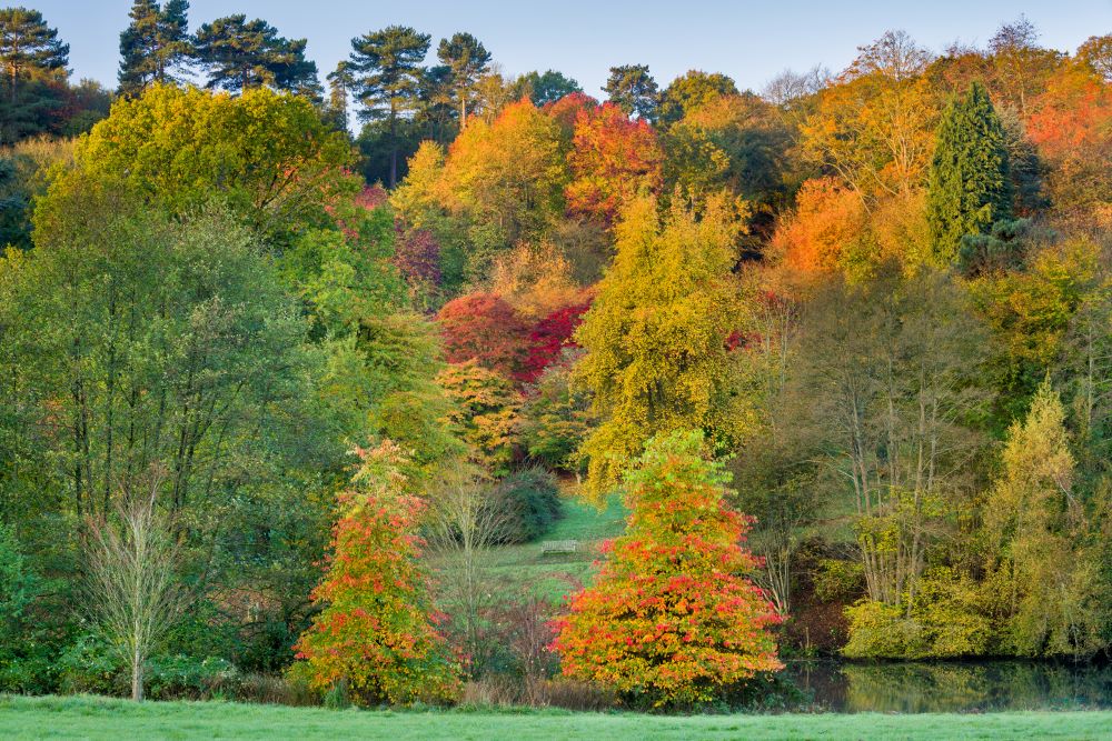 Winkworth arboretum in Surrey in the Autumn (Stephen Butler/National Trust)