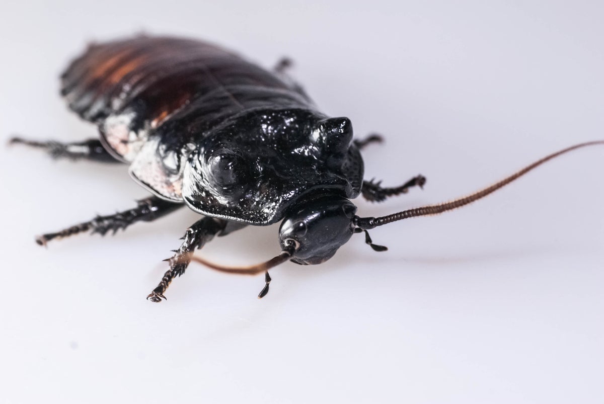 Researchers develop new technology to kill cockroaches