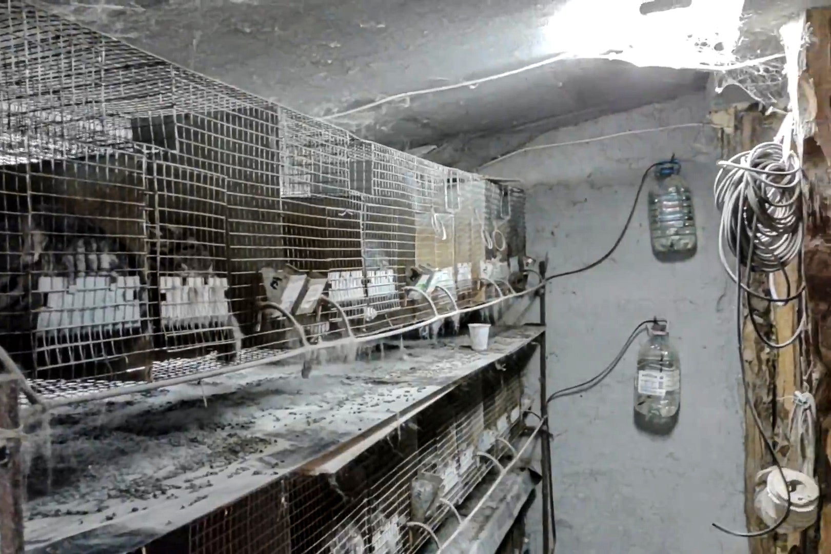 Romania Fur Farms