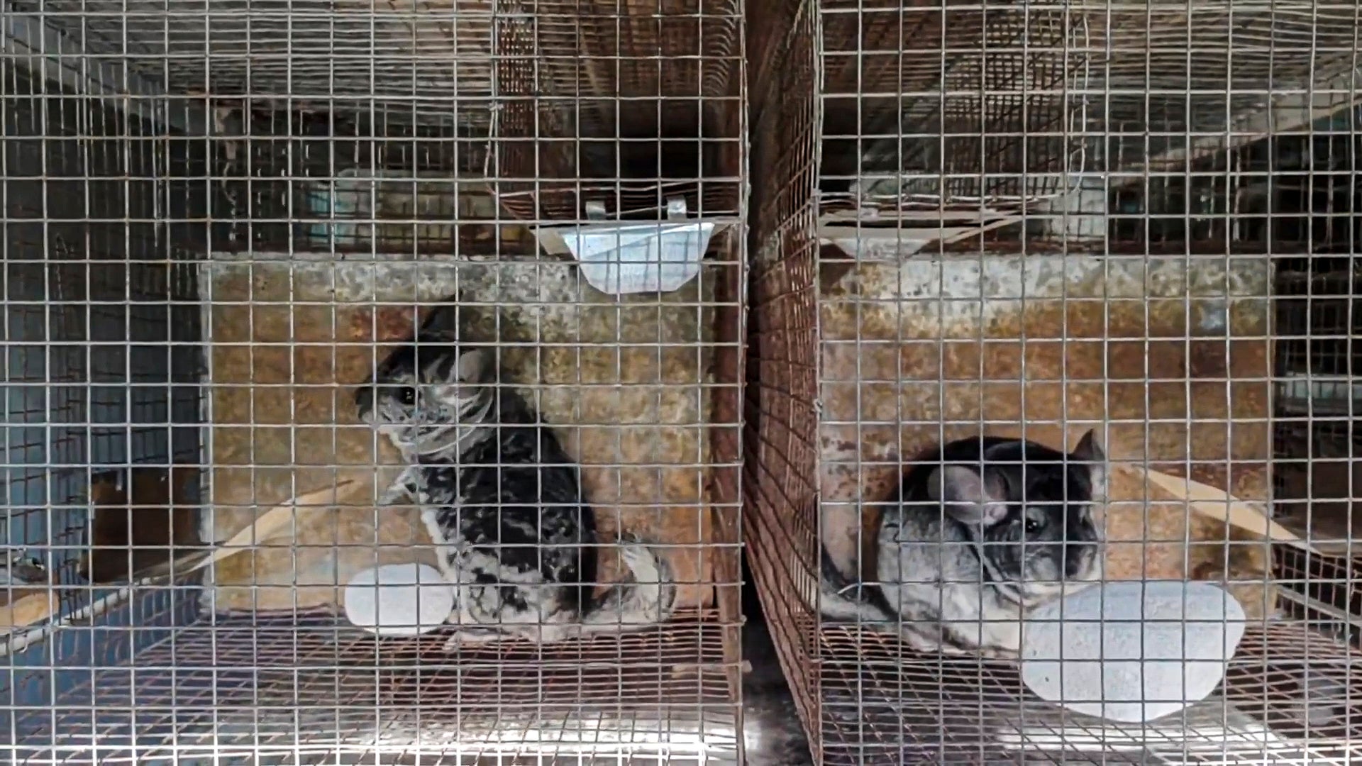 Romania Fur Farms