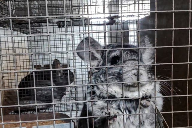 Romania Fur Farms