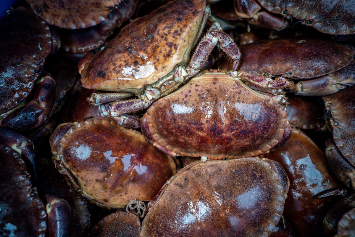 Crab deaths more likely caused by industrial toxins than algal bloom – study