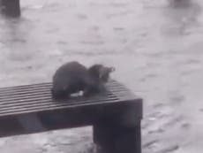 Meteorologist under fire for tweeting heartbreaking video of cat stranded in Hurricane Ian: ‘Go save it’