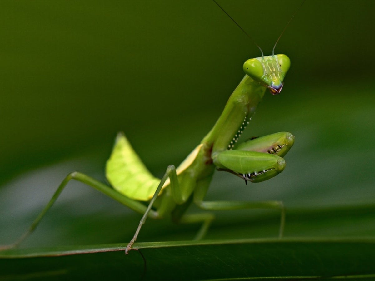 Praying Insect Praying Mantis Insect