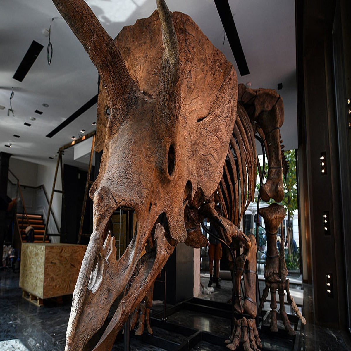 Watch live as 66-million-year-old triceratops skeleton goes to auction |  News | Independent TV