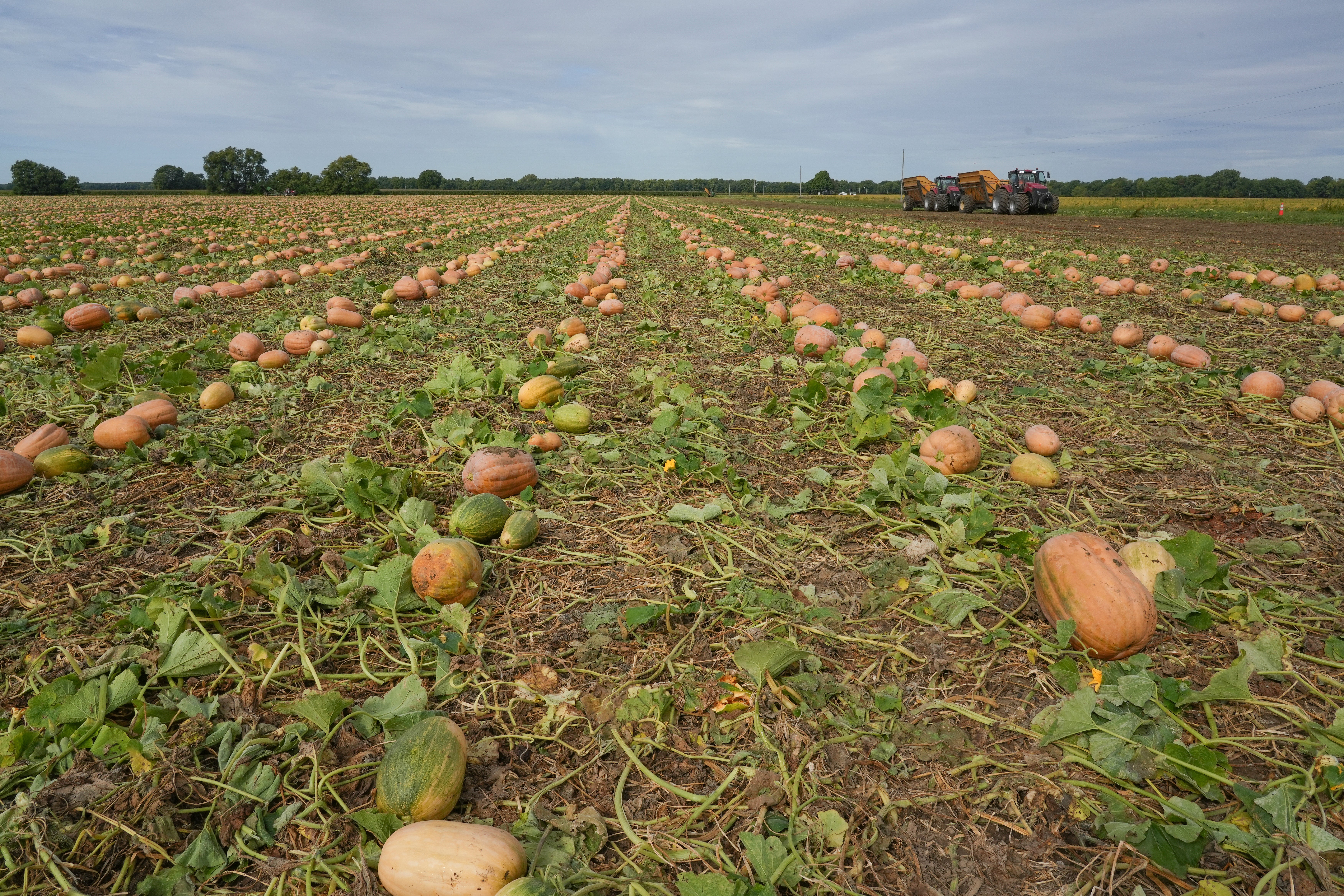 Pumpkins Eco Farming