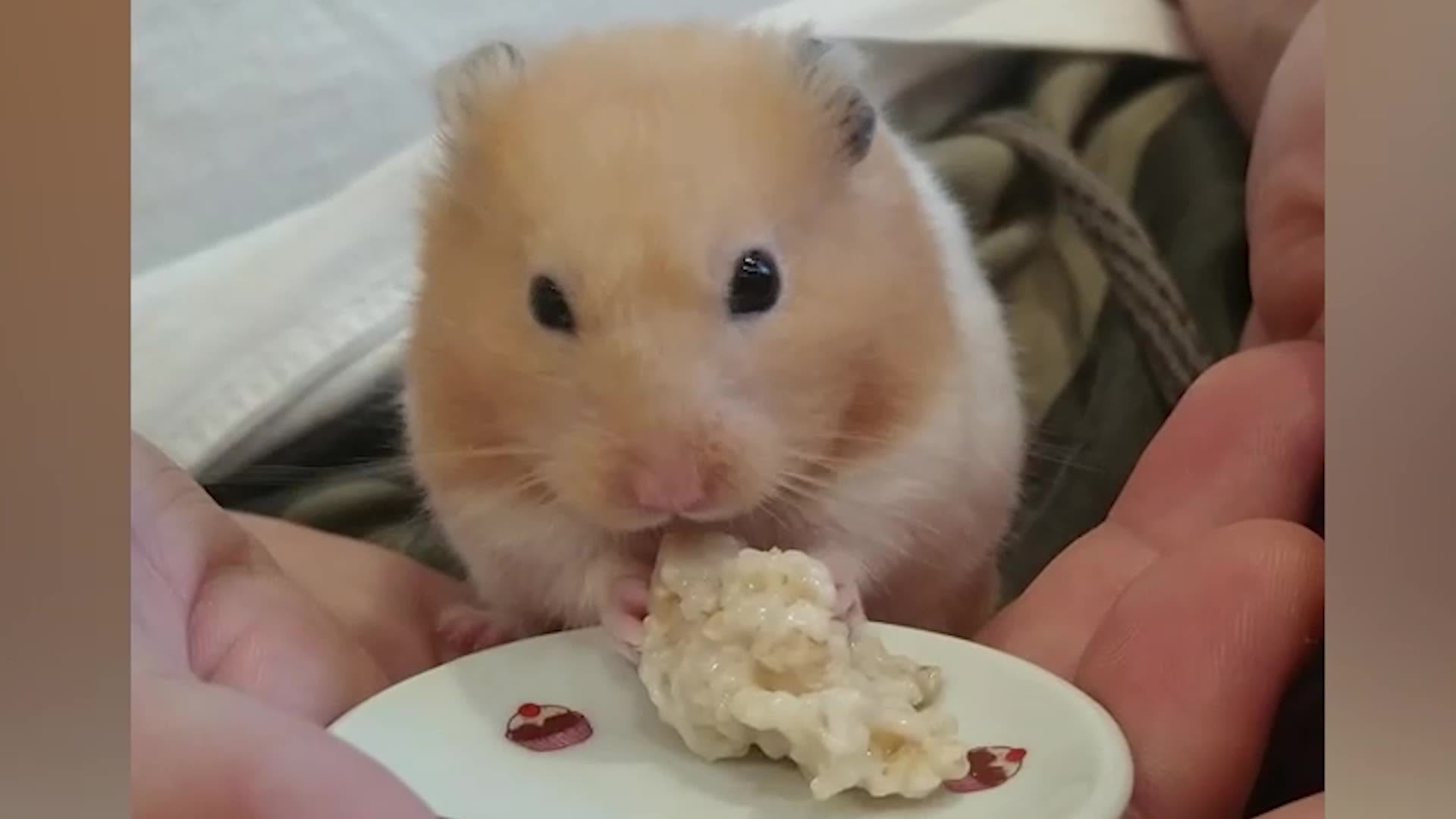 Can hamsters shop eat cheddar cheese