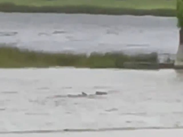 Un animal marino en un vecindario de Fort Myers durante el huracán Ian