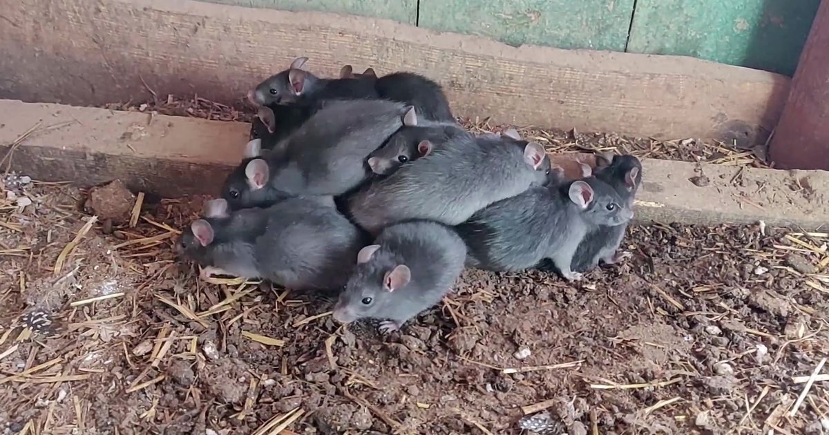 A Rat King🤯😳😱 Via: @lindsay_nikole #rodent#rodents#rodentsoftiktok#, living rat king