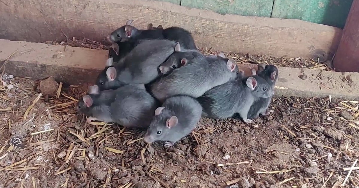 A Rat King🤯😳😱 Via: @lindsay_nikole #rodent#rodents#rodentsoftiktok#, living rat king