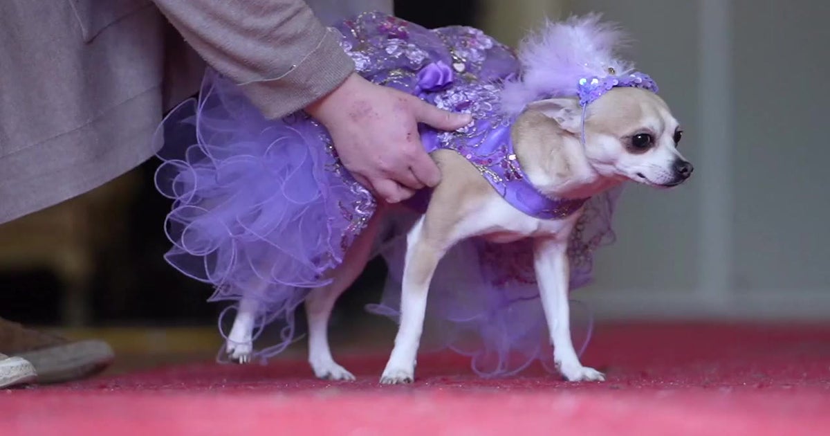 Hollywood-themed dog show sees pets dressed up in lavish