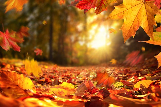 <p>October is the month the leaves change to shades of red, orange and brown </p>