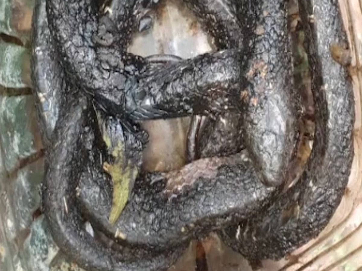 1200px x 900px - Snake freed from immobilising coat of coal tar by rescuers | News |  Independent TV