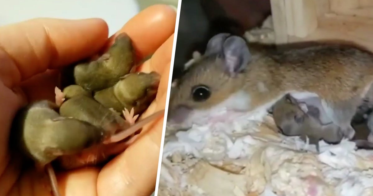 Mother mouse raises orphaned baby mice as her own Lifestyle
