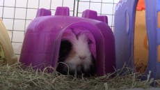 Hundreds of guinea pigs dumped and neglected following lockdown boom