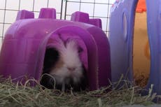 Hundreds of guinea pigs dumped and neglected following lockdown boom