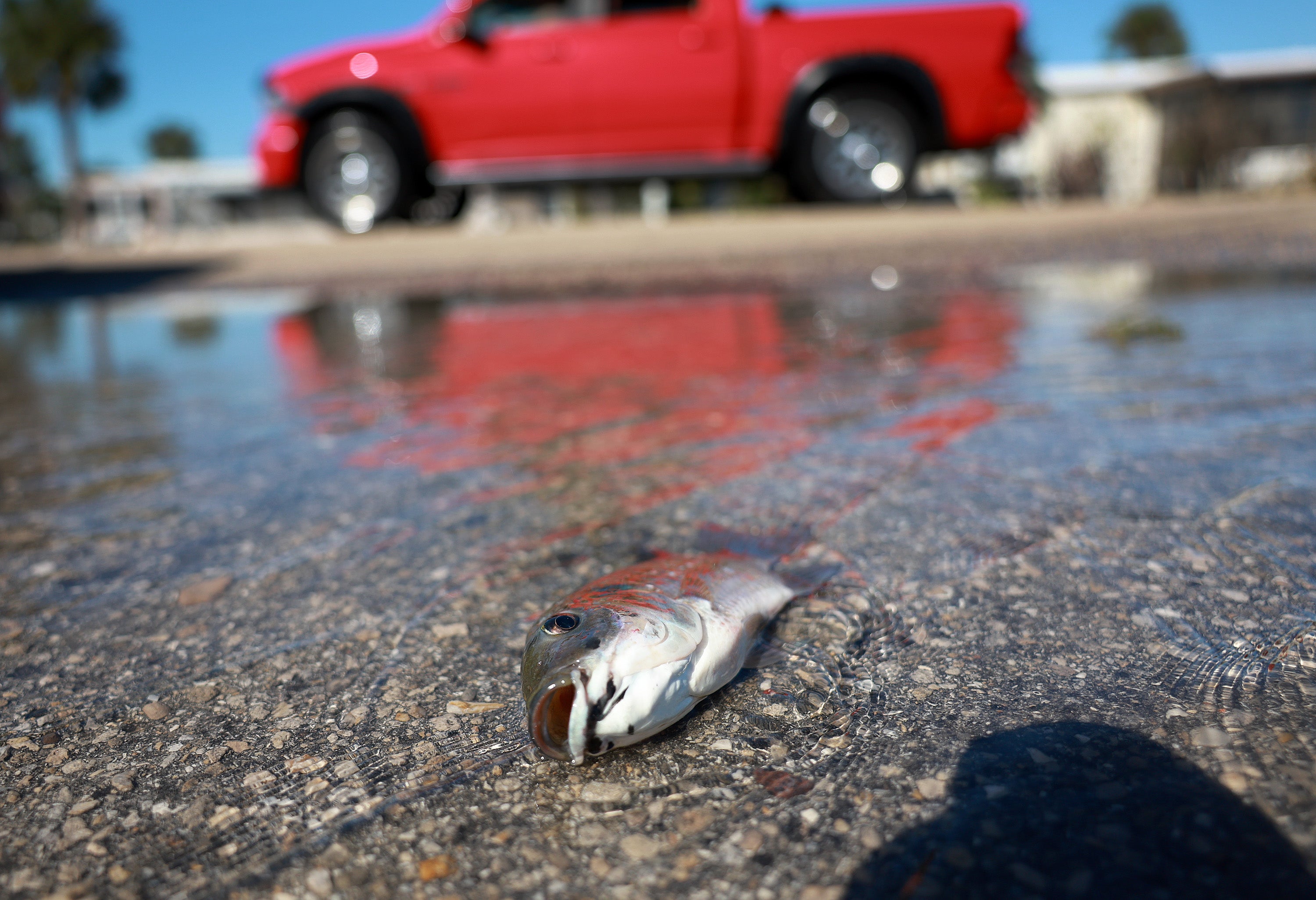 A fish lies on a road in Fort Myers as floodwaters recede from the southwest Florida city