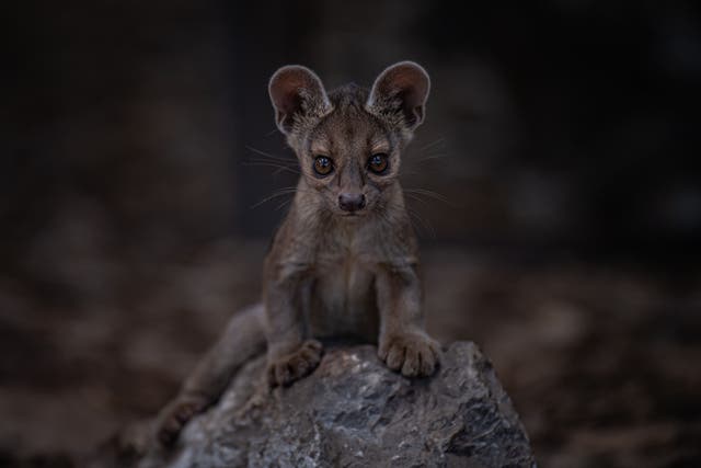 One of the rare trio of fossa triplets born at Chester Zoo (Chester Zoo/PA)