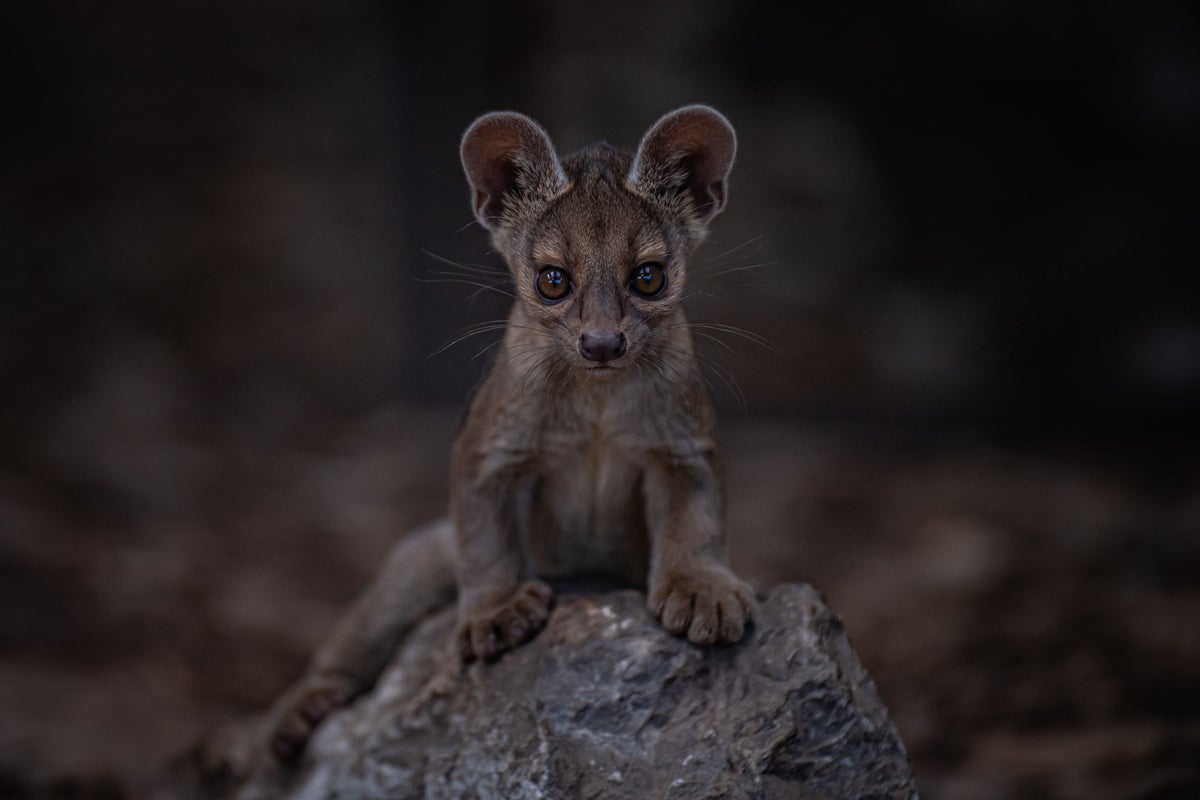 Baby Fossa