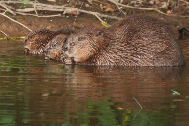 Conservationists want the Government to lead the way on beaver reintroductions in the UK (Mike Symes/PA)