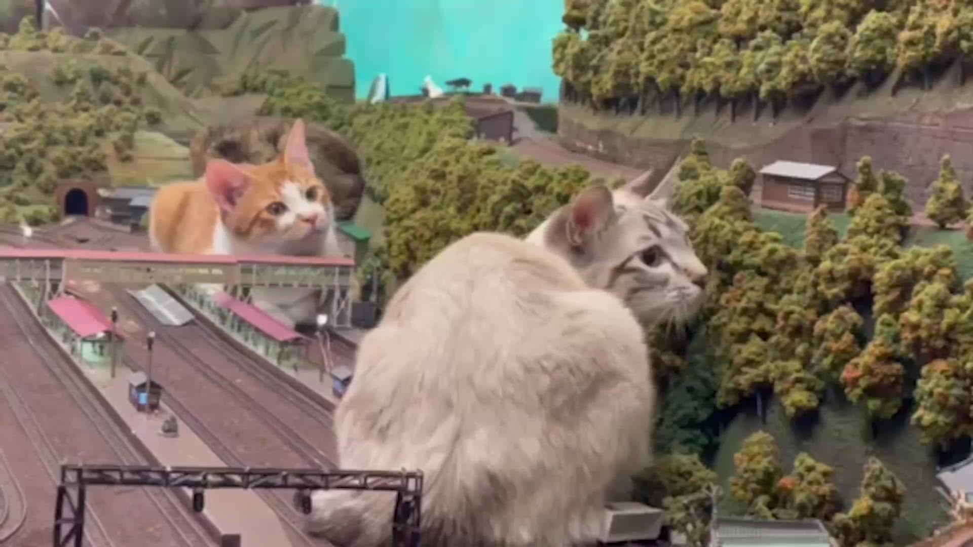 Rescued stray cats play with railway-themed diorama in Osaka cafe