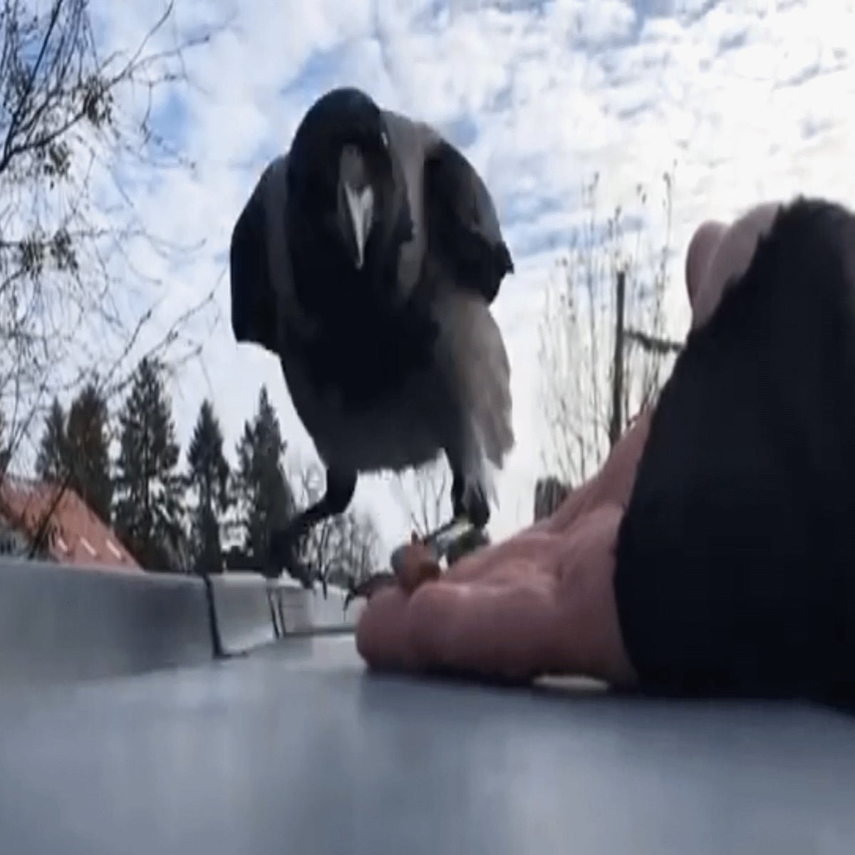 Hooded Crow Funny Crow Sound Hooded Crow Corvus Cornix Juvenile