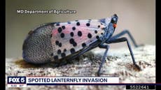 Spotted lanternfly infestation causing concerns for Virginia vineyards
