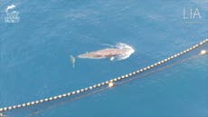 Japanese fishermen kill minke whale trapped in nets