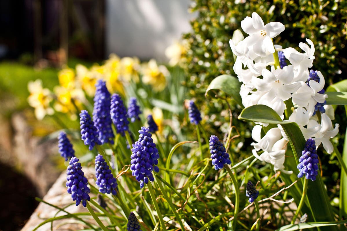 How to save money on your spring flower display