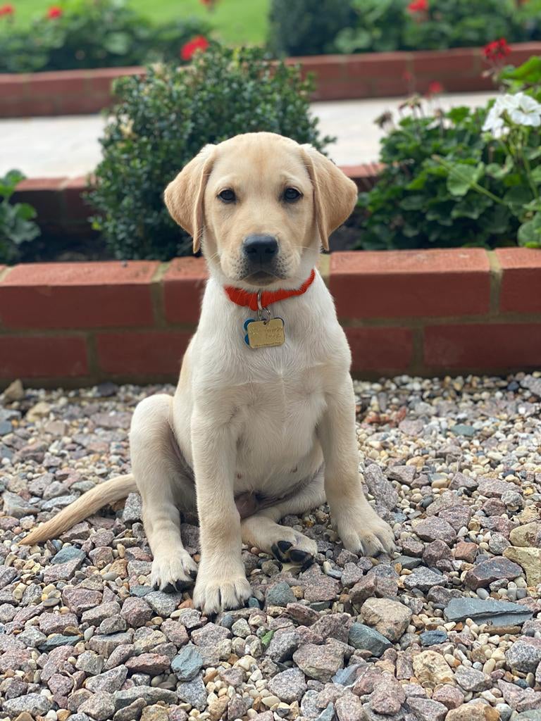 Photo issued by the charity Guide Dogs of puppy Daniel who has been named in honour of micro sculptor Willard Wigan’s puppy Daniel sculpture