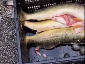 <p>Video taken at the weigh-in of the winning catches showed a judge cutting open the fish to find lead weights inside</p>