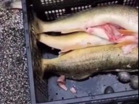 Video: These Fish Made Me Work! Chasing Down Late Season Ice