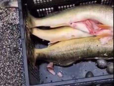 Video reveals moment fisherman gets outed as cheater who stuffed weights in winning catches