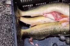 Video reveals moment fisherman gets outed as cheater who stuffed weights in winning catches