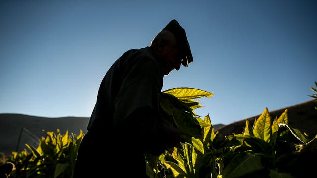 tobacco license application Kansas tobacco renewal: Fill out & sign online