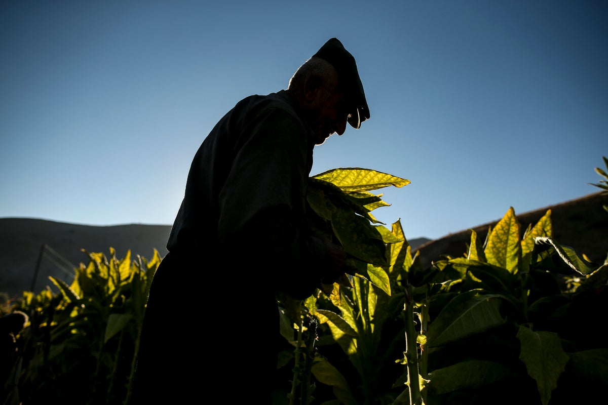 Record inflation squeezes Turkish tobacco workers, owners