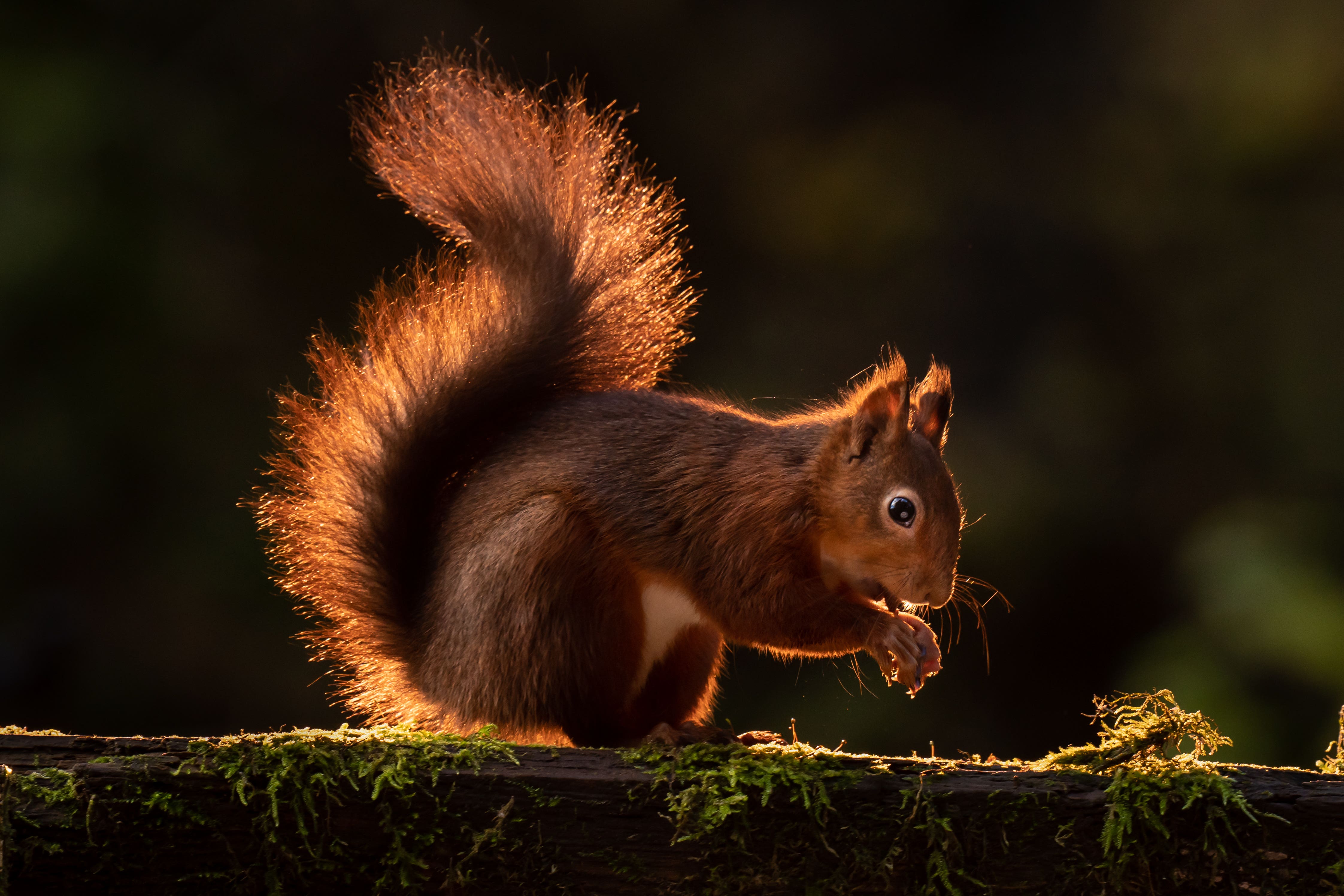 Scots are being urged to become ‘squirrel spotters’ (Danny Lawson/PA)