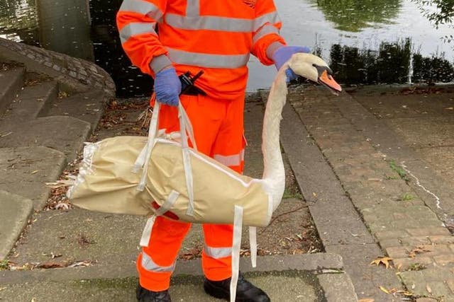 A swan was found on rail tracks in Staines, Surrey (Network Rail/PA)