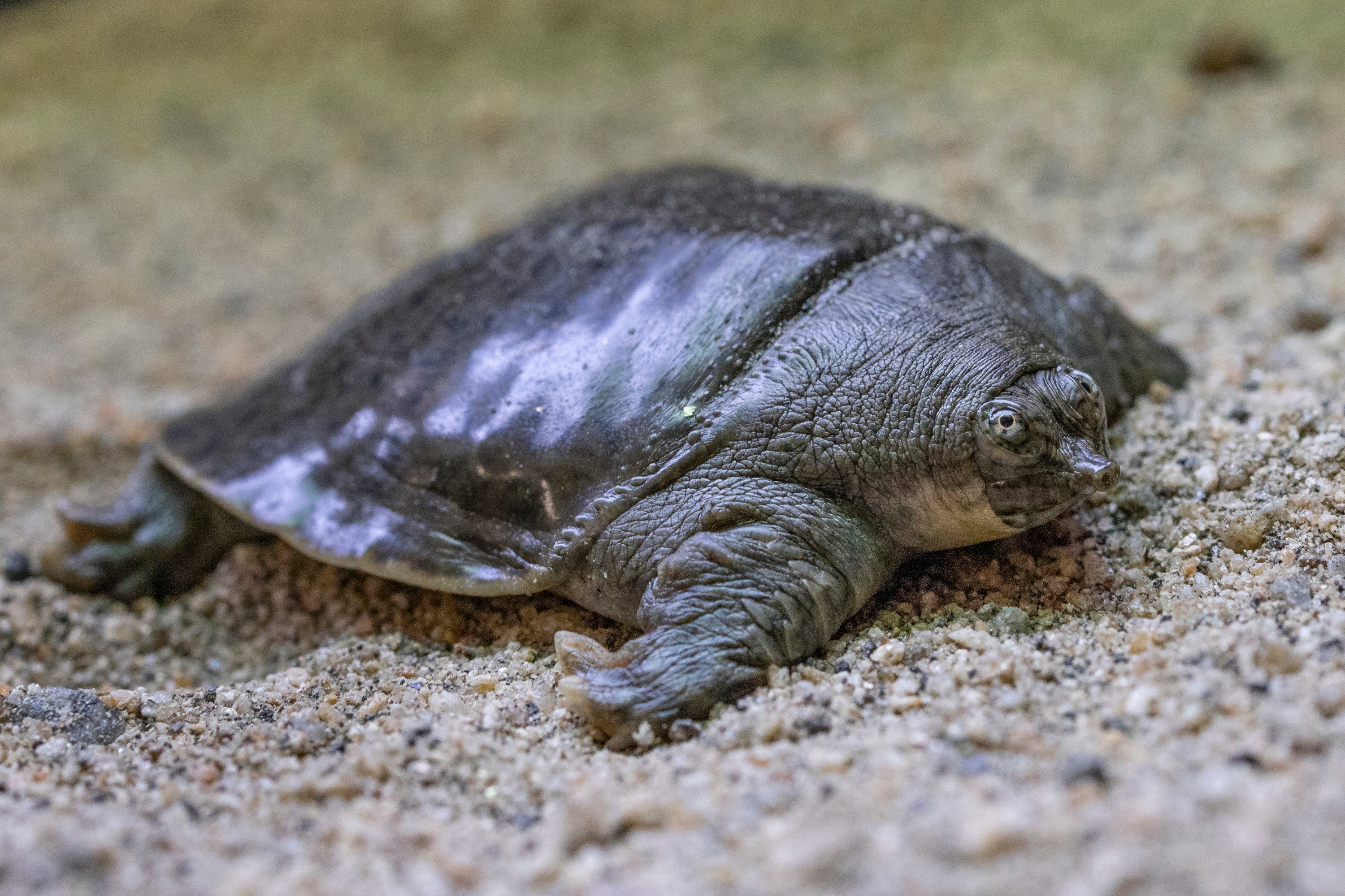 California Zoo Turtle Hatchlings