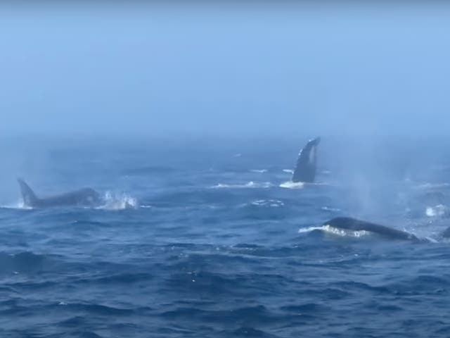 <p>Orcas off the coast of Washington state have been filmed attacking humpback whales</p>