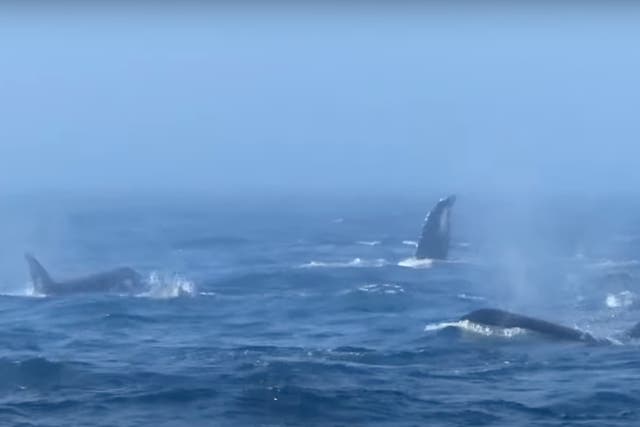 <p>Orcas off the coast of Washington state have been filmed attacking humpback whales</p>