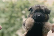 Puppy trafficking in Europe run by ‘organised mafia’