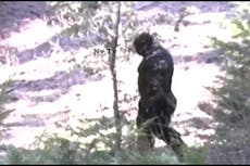 Bigfoot hunter who dedicated her life to proving the creature existed is  found dead | The Independent