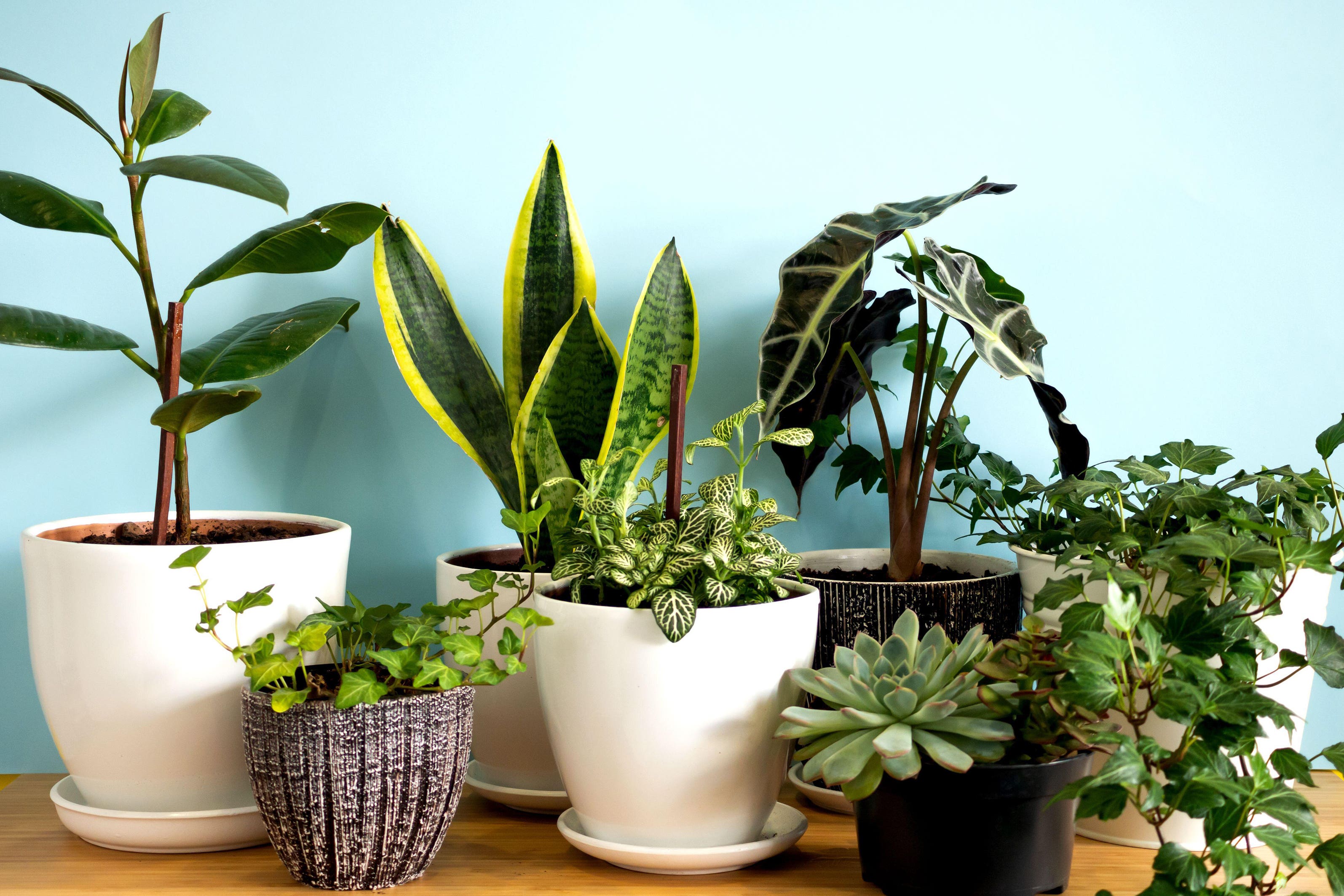 Fill your home with greenery (Alamy/PA)
