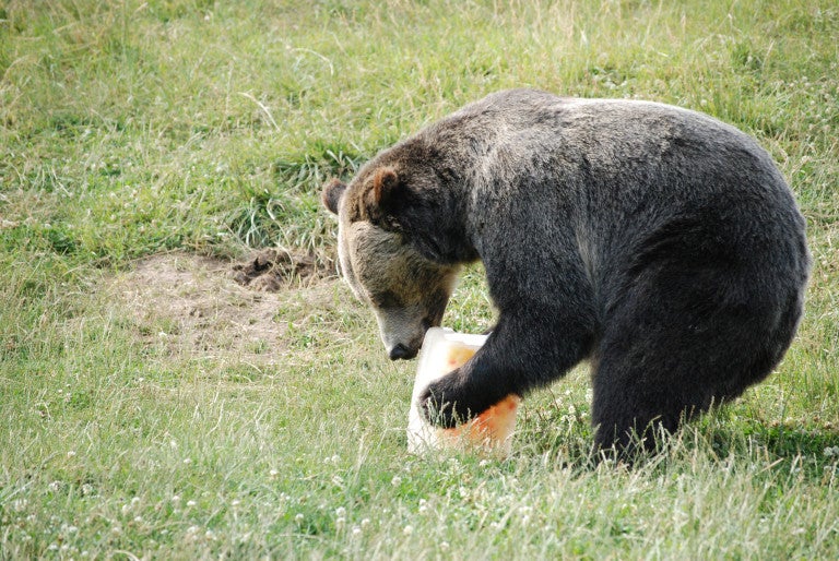 High-protein diets are ‘killing bears slowly', researchers say