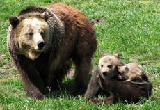 Feeding bears too much meat is killing them, study claims