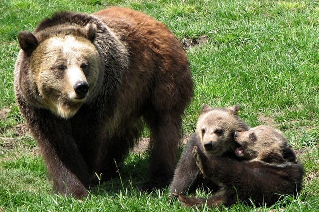 <p>Bears at the WSU Bear Center in the US</p>