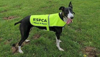 <p>The RSPCA has launched a campaign to encourage adoption</p>
