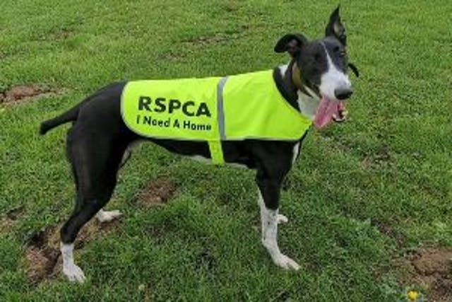 <p>The RSPCA has launched a campaign to encourage adoption</p>